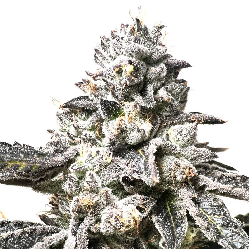 Close-up of a frosty ZOW! cannabis flower
